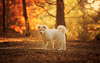 Cachorro Akita Inu en el bosque de otoño.