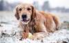 Golden retriever playing in the snow.