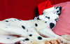 Dalmatian dormindo em chapéus de Santa.
