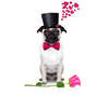 Valentine's Day Wallpaper Pug.