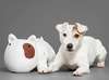 Jack Russell Terrier fotoğraf.