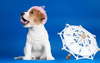 Funny beagle puppy.