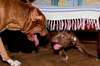 Funny pictures of dogs playing