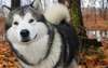 Photo chiens husky rustiques