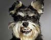Dog Snapper trentadue denti foto