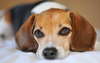 Cane beagle nella foto