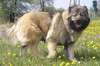 Foto poderoso valente cão pastor caucasiano