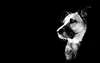Foto in bianco e nero del cane valoroso