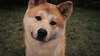Japonais des photos de race de chien