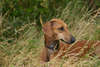 Hochwertige Tapeten afrikanischen Windhund