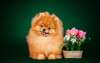 Pretty Pomeranian dog with flowers on the coolest photos.