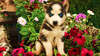 Güzel mavi gözlü Sibirya Husky köpek yavrusu.