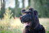 Wunderschöne Riesenschnauzer Hund.