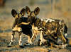 Einzigartige Afrikanische Wildhund.