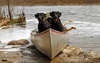 Labrador Retrievers in the boat.