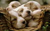 Cute puppies sleeping in a basket.