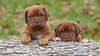 Bordeaux mastiff puppies.