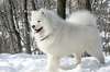 Husky chien de photos luxuriants