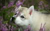Siberian Husky puppy surrounded by flowers.
