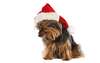 Yorkshire-Terrier auf einem Weihnachtsfotoshooting.