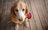 Cão com uma rosa.