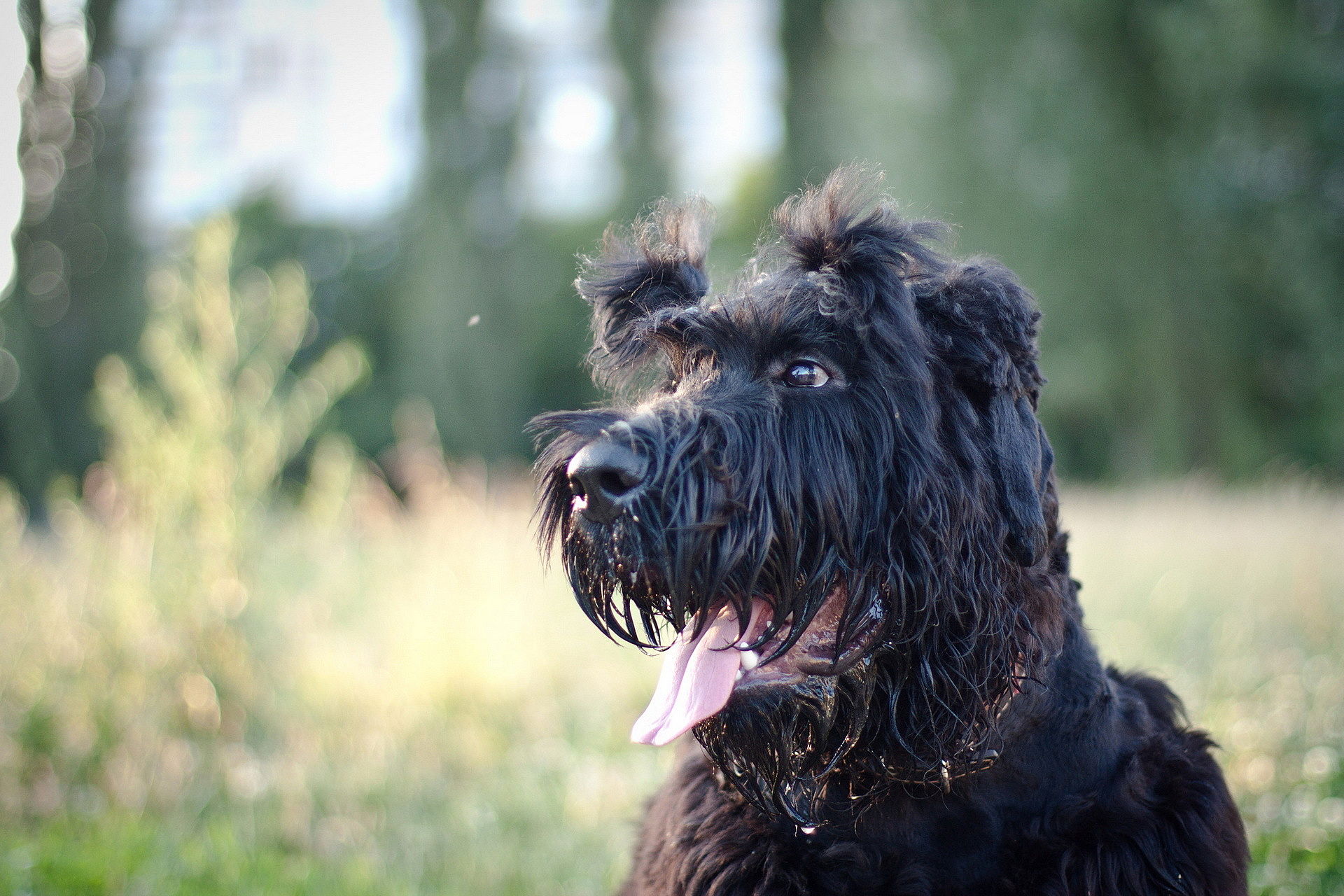 Wunderschöne Riesenschnauzer Hund. HD Wallpaper schönsten Hunde